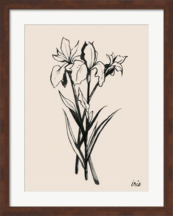 Framed Iris Sketch II Print