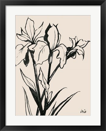 Framed Iris Sketch III Print