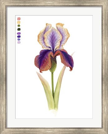 Framed Rainbow Iris I Print