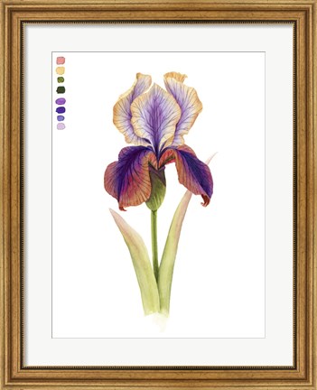 Framed Rainbow Iris I Print