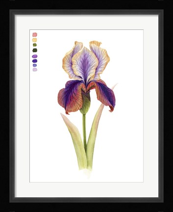 Framed Rainbow Iris I Print