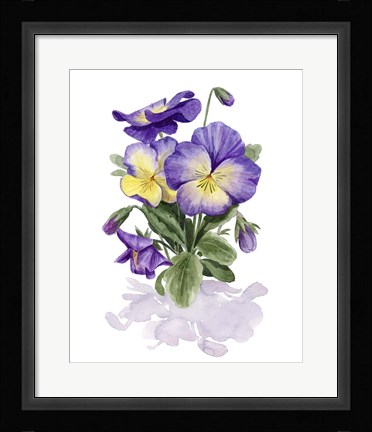 Framed Viola Pansies II Print