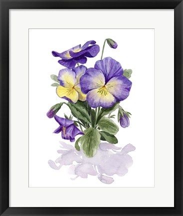 Framed Viola Pansies II Print