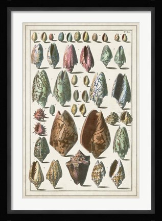 Framed Grand Seba Shells I Print