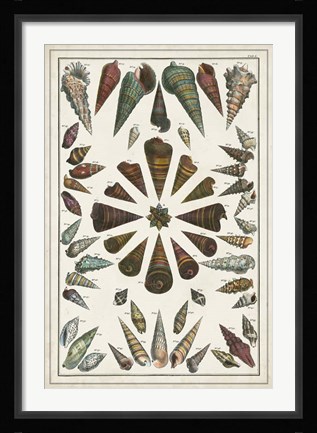 Framed Grand Seba Shells II Print