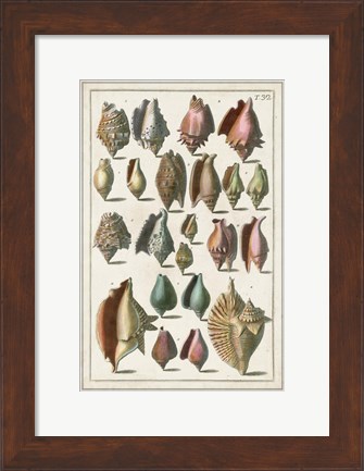 Framed Grand Seba Shells III Print
