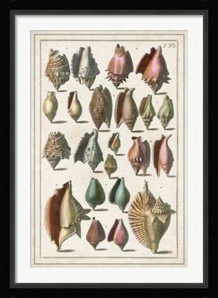 Framed Grand Seba Shells III Print