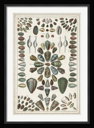 Framed Grand Seba Shells IV Print