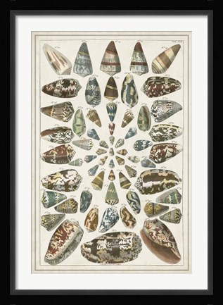 Framed Grand Seba Shells V Print