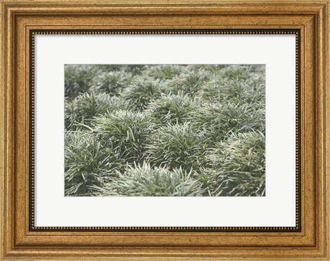 Framed Nature&#39;s Textures III Print