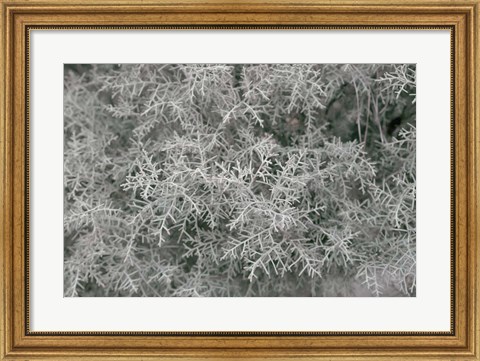 Framed Nature&#39;s Textures VI Print