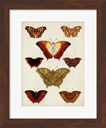 Framed Butterflies Displayed I Print