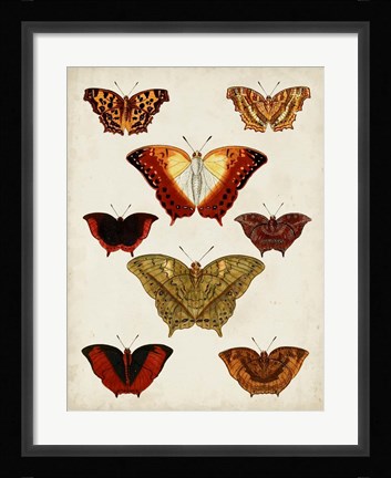 Framed Butterflies Displayed I Print