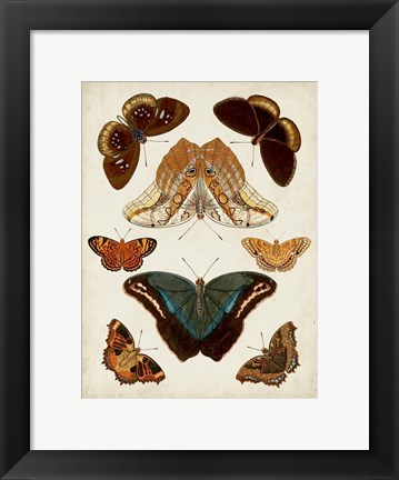 Framed Butterflies Displayed II Print