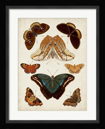 Framed Butterflies Displayed II Print