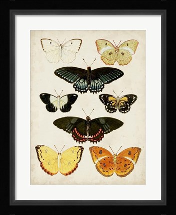 Framed Butterflies Displayed III Print