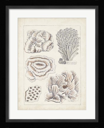 Framed Antique White Coral I Print