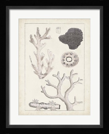 Framed Antique White Coral II Print