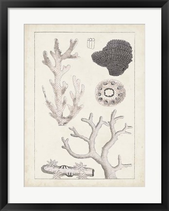 Framed Antique White Coral II Print
