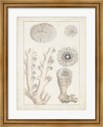 Framed Antique White Coral III Print