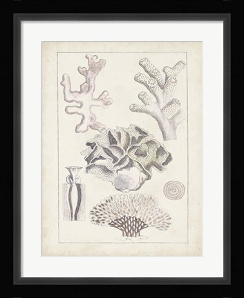 Framed Antique White Coral IV Print