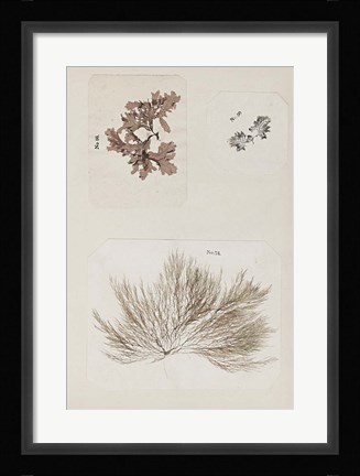 Framed Coral Collage II Print