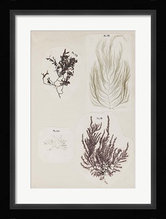 Framed Coral Collage IV Print