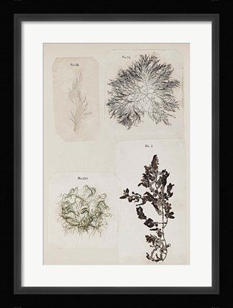 Framed Coral Collage V Print