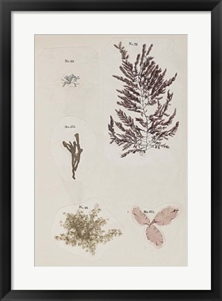 Framed Coral Collage VII Print