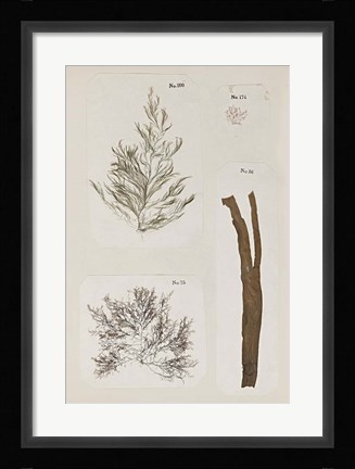 Framed Coral Collage IX Print