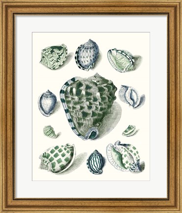 Framed Celadon Shells III Print