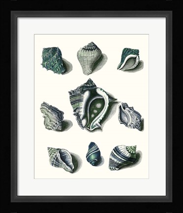 Framed Celadon Shells IV Print