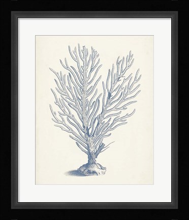 Framed Antique Coral Collection II Print