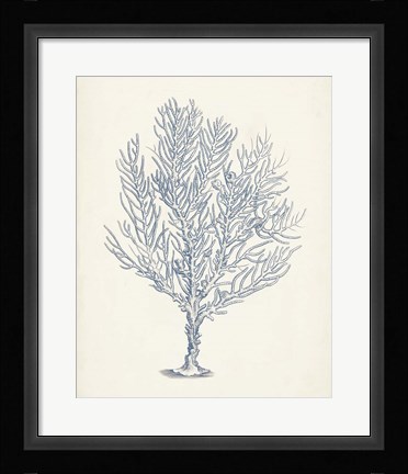 Framed Antique Coral Collection III Print