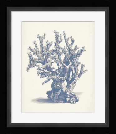 Framed Antique Coral Collection V Print