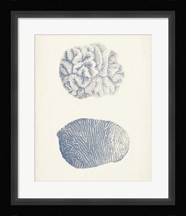 Framed Antique Coral Collection VII Print