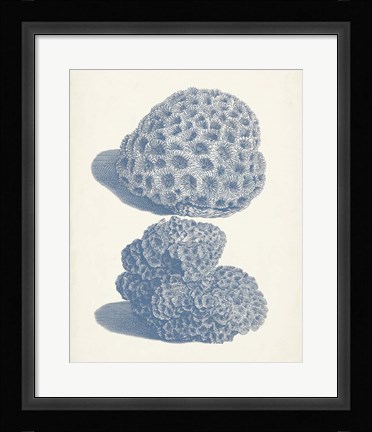 Framed Antique Coral Collection VIII Print