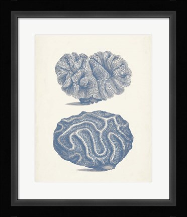 Framed Antique Coral Collection IX Print
