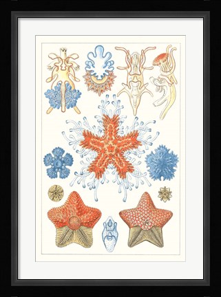 Framed Sealife Species I Print