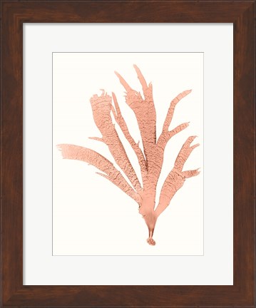 Framed Vivid Coral Seaweed IV Print