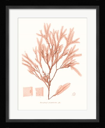 Framed Vivid Coral Seaweed V Print