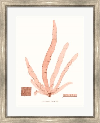 Framed Vivid Coral Seaweed VI Print