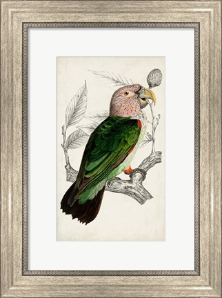 Framed Antique Parrot Pair I Print