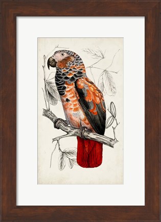 Framed Antique Parrot Pair II Print