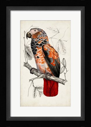 Framed Antique Parrot Pair II Print