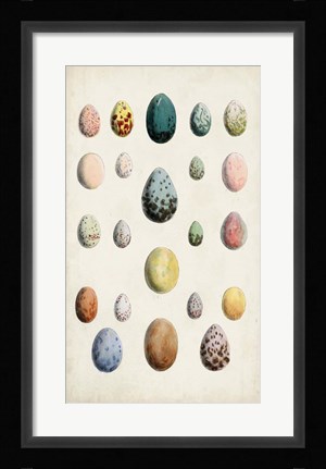 Framed Antique Bird Eggs II Print