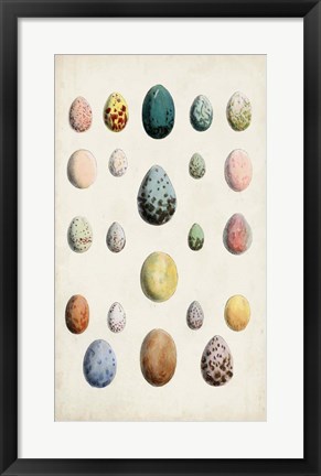 Framed Antique Bird Eggs II Print