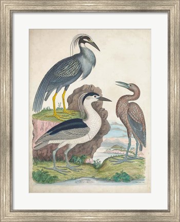 Framed Antique Heron &amp; Waterbirds I Print