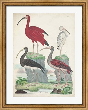 Framed Antique Heron &amp; Waterbirds II Print