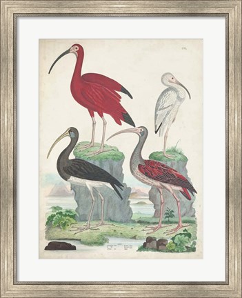 Framed Antique Heron &amp; Waterbirds II Print